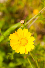 Calendula arvensis flower (field marigold)