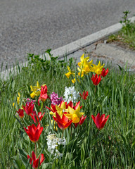 Fr&uuml;hlingserwachen 