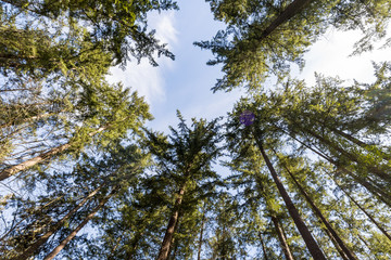 Fototapeta premium circle of trees under the sunny blue sky