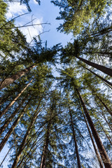 circle of trees under the sunny blue sky