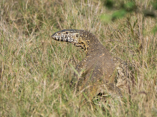 A monitor lizard walking through the tall grass of a South African savanna