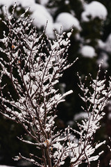 Ahorn mit Schneekristallen