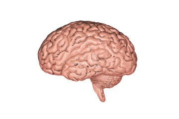 A human brain. Part of anatomy human body model with organ system.