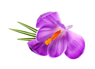 Crocus flower with leaves isolated on white background
