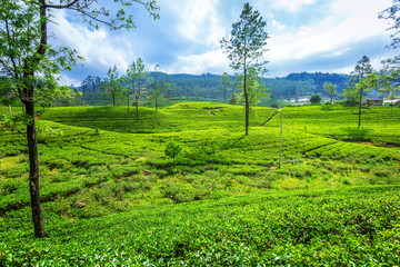 Fototapeta na wymiar Green plantation of Ceylon tea.