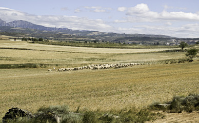 Fototapeta premium Sheep enclosed barn