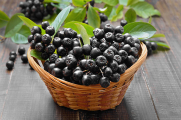 Black chokeberry (Aronia melanocarpa)