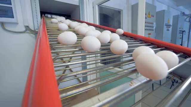 Eggs A Going On The Factory Conveyor. Wide Angle.