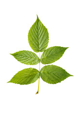 Raspberry leaves isolated on a white background
