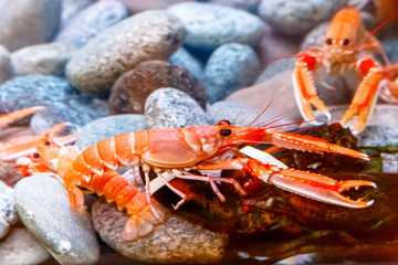 Aquarium with live crabs, lobsters and shrimps.