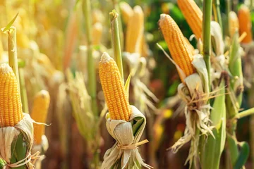 Fotobehang Dry cob of ripe corn on green field at sunlight. © tortoon