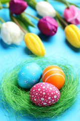 Fototapeta na wymiar Colorful easter eggs in green nest with tulips on blue background