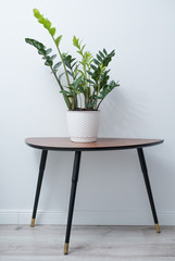 Zamioculcas flower in white pot on wooden table against white wall. Space for text