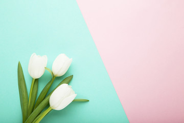 Bouquet of white tulips on colorful background