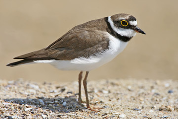 The little ringed plover (Charadrius dubius) very close up portrait on beige blurred background