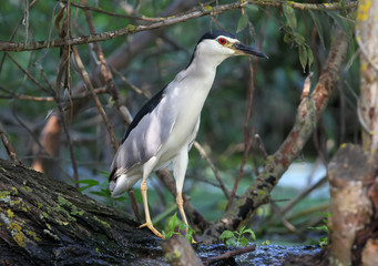 Very close up photo of an adult night heron in natural habitat