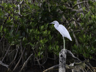 Little Blue Heron Juvenile