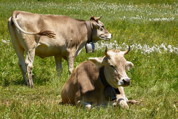 Braunvieh auf der Alpe im Kleinwalsertal