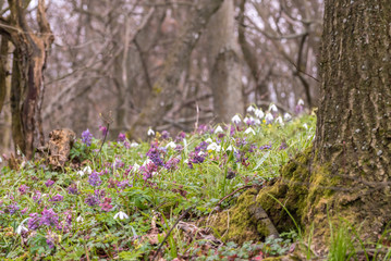 Fototapeta premium Blossom colorful spring flowers in the forest