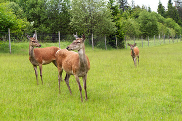 Rehe