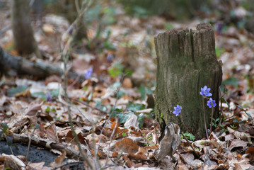 Anemone hepatica bushes open in the woods