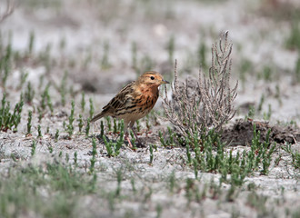 The red-throated pipit (Anthus cervinus) sits on the ground and looks at the camera