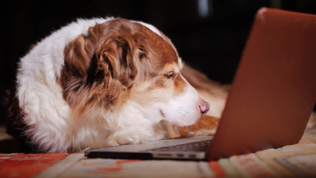 The dog reads the news on the laptop screen. Funny animals concept