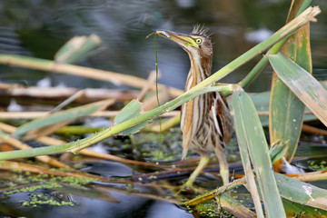 Funny photo Young little bittern caught a fish and keeps it in its beak