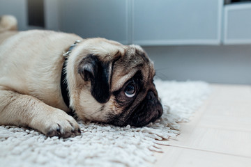 Pug dog was punished and left alone on the kitchen