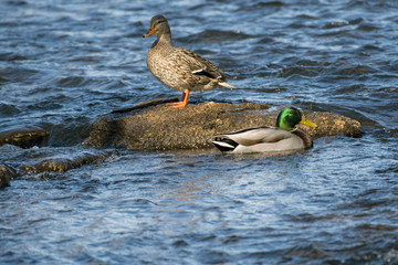 Mallards sunning on a rock in river