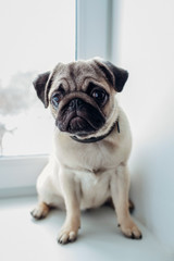 Pug dog waiting for orders of its master on the kitchen.