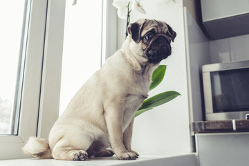 Pug dog waiting for orders of its master on the kitchen.