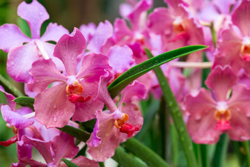Close-up of a bunch of colorful pastel pink orchids with wavy petals and orange-red lips covered with raindrops on a green leafy background, Singapore. Travel and nature concept.