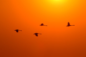 Silhouettes of four swans flying against the background of the rising sun