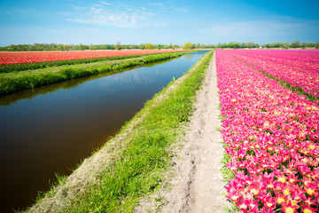 Fototapeta na wymiar Blossom tulip flowers on colorful countryside field in Holland