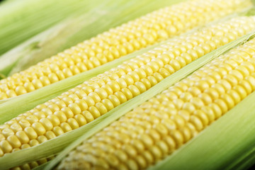 Fresh corn, corn on the cob, close-up, background, top view