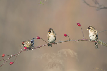 Czeczotka © arek0michalak