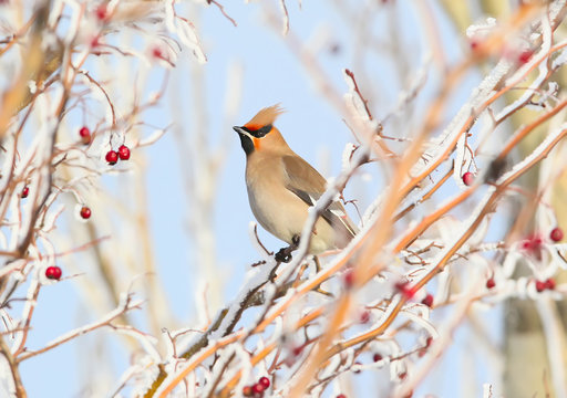 Close up photo of a waxwing sits on a snowy branch with berries