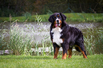 Bernese mountain dog in the green park.