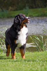Bernese mountain dog in the green park.