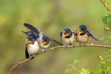 Fototapeta premium Four nestling barn swallows (Hirundo rustica) waiting for their parents.