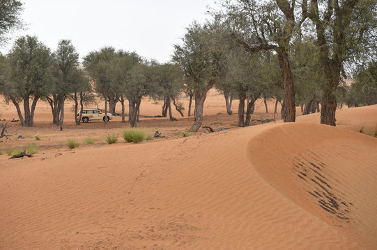 Ghaf B&auml;ume in der Sandw&uuml;ste