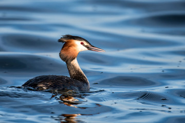 natural great crested grebe (podiceps cristatus)