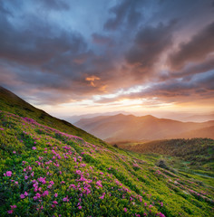 Fototapeta na wymiar Flowes in the mountains during sunrise. Beautiful natural landscape in the summer time