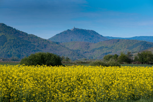 chateau du Hortenbourg, Dambach a Ville