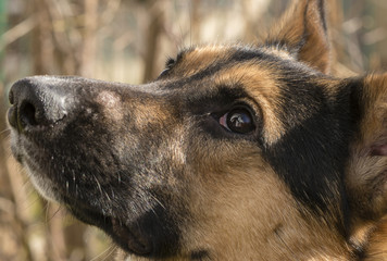 Mixed-breed dog between German shepherd and Labrador Retriever at lerning in the garden
