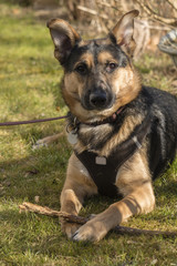 Mixed-breed dog between German shepherd and Labrador Retriever at lerning in the garden