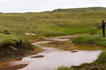 Icelandic sheep with a man in meadow near the Atlantic Oceans coast F206-offroad