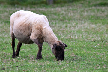 Pregnant ewe sheep grazing on grass field 