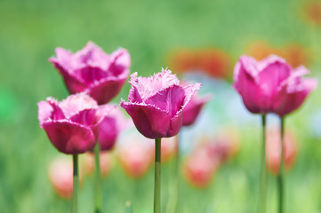 Obraz premium Beautiful spring tulips.